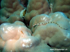 Corythoichthys flavofasciatus (Netzseenadel)